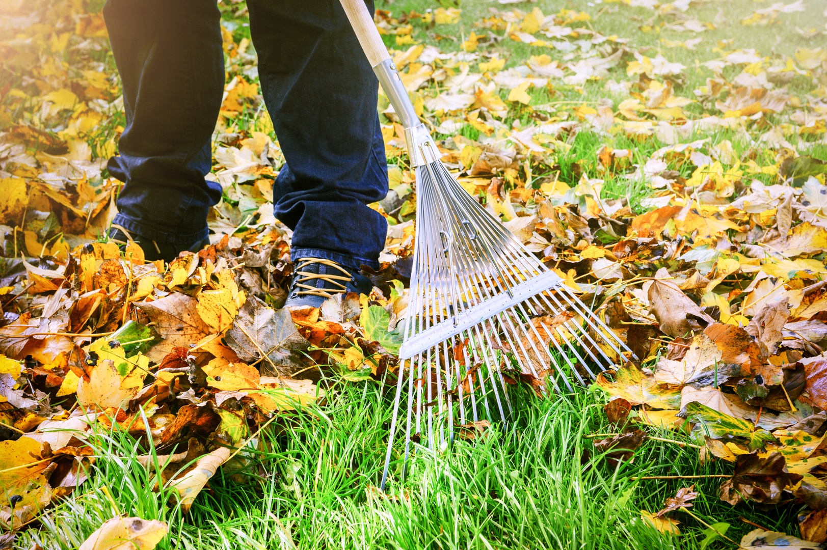 Gardener raking fall leaves in garden
