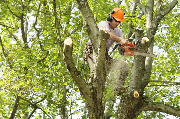 tree work