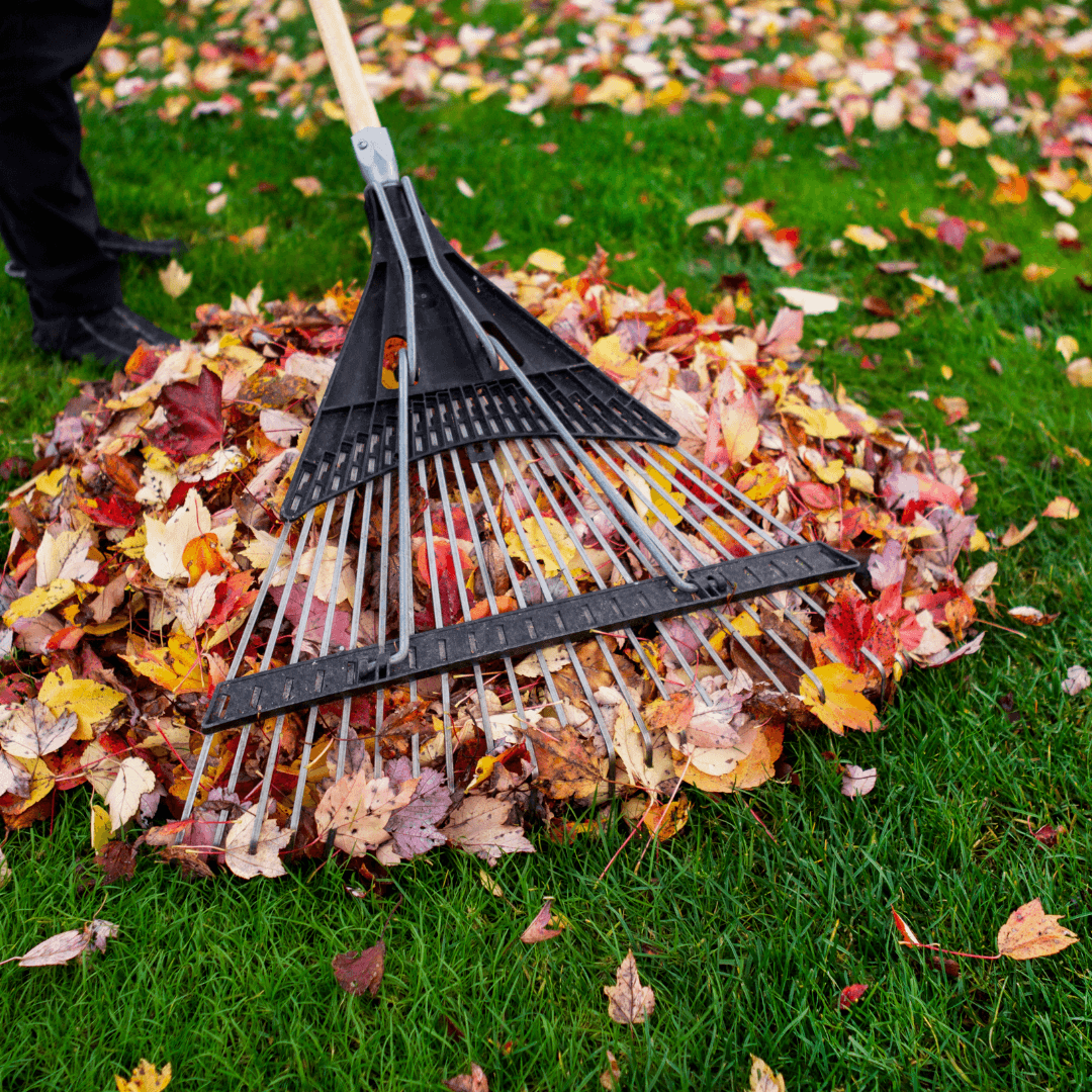 Fall Clean Up