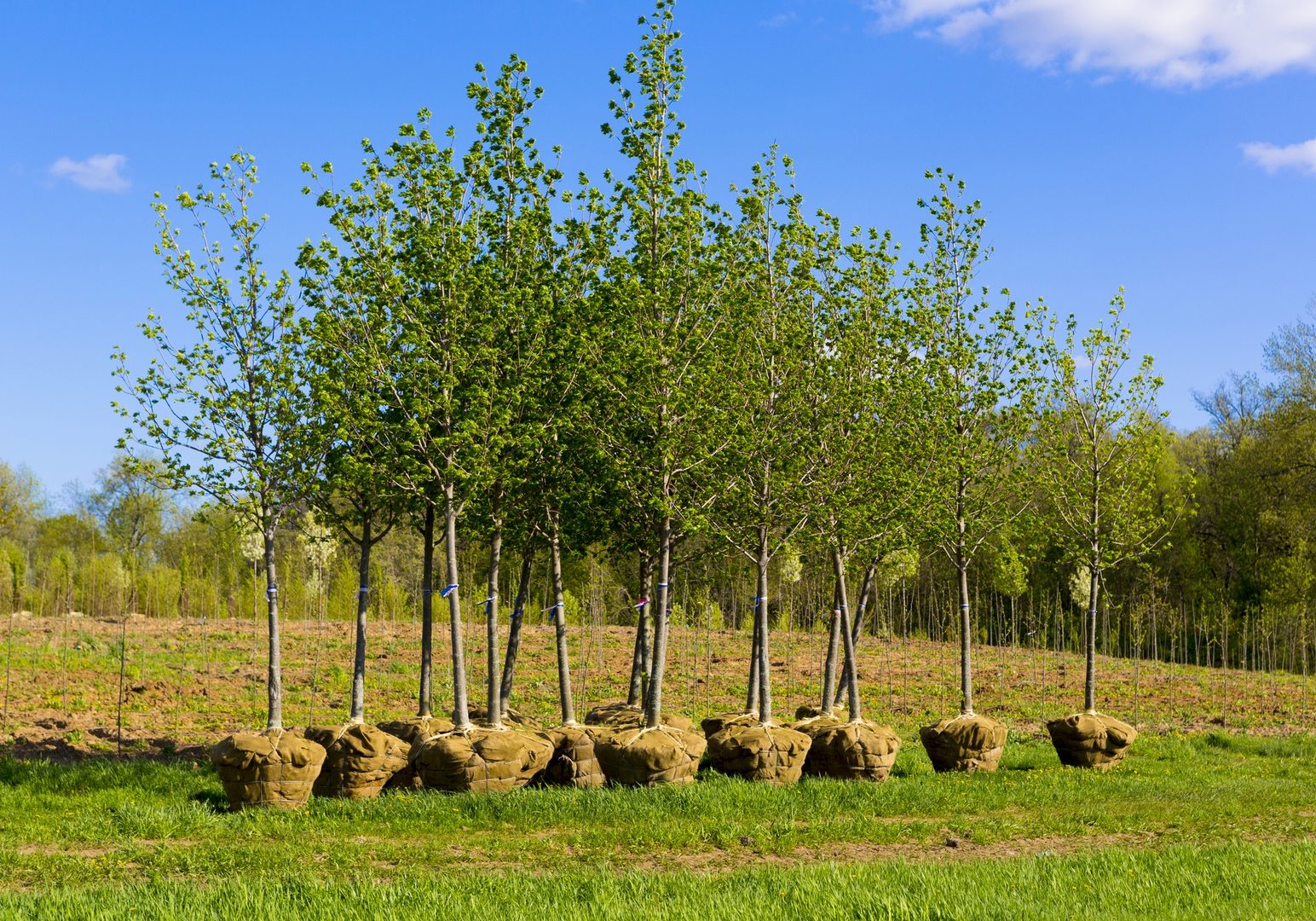 Green Tree Columbus installs trees and shrubs