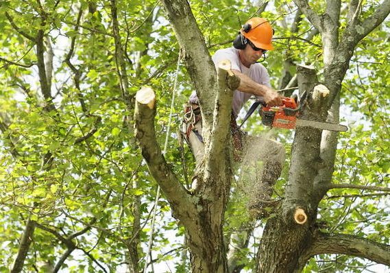 Green Tree Columbus tree trimming and removal