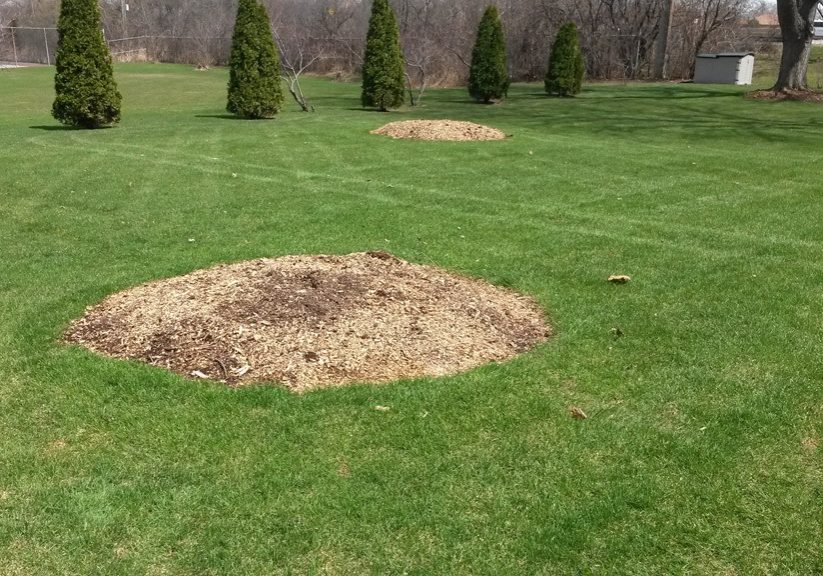 Green Tree Columbus tree and stump removal